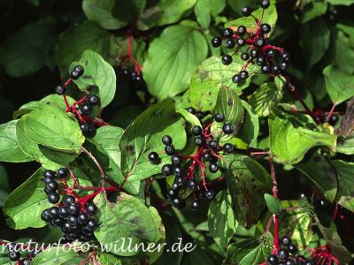Roter Hartriegel (Cornus sanguinea) Foto W. Willner-10