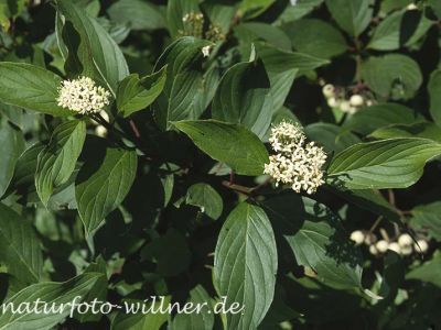 Roter Hartriegel (Cornus sanguinea) Foto W. Willner-11