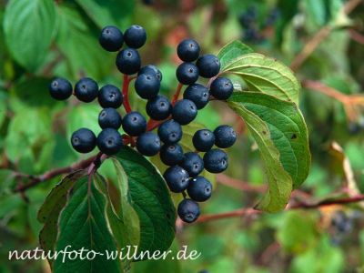 Roter Hartriegel Cornus sanguinea Foto W. Willner-12