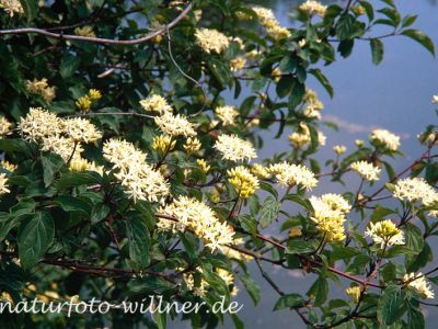 Roter Hartriegel Cornus sanguinea Foto W. Willner-14