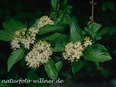Roter Hartriegel Cornus sanguinea Foto W. Willner-17