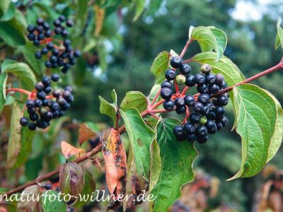Roter Hartriegel Cornus sanguinea Foto W. Willner-18