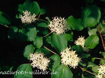 Roter Hartriegel Cornus sanguinea Foto W. Willner-2
