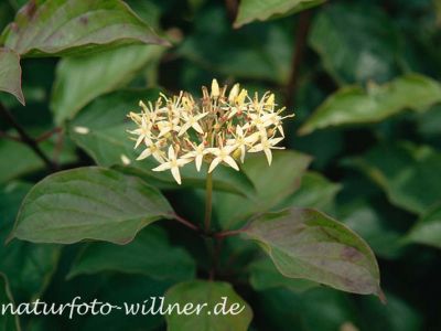 Roter Hartriegel Cornus sanguinea Foto W. Willner-3