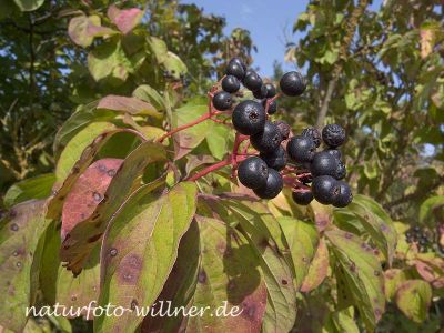 Roter Hartriegel (Cornus sanguinea) Foto W. Willner-3