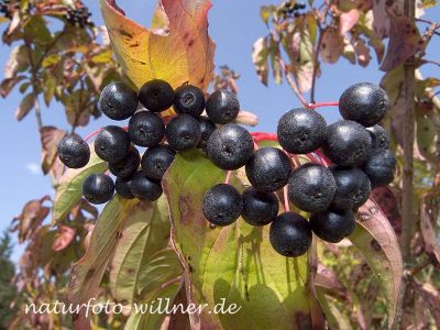 Roter Hartriegel (Cornus sanguinea) Foto W. Willner-4