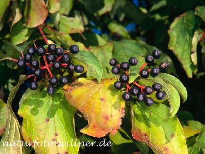Roter Hartriegel Cornus sanguinea Foto W. Willner-7