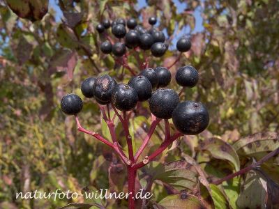 Roter Hartriegel (Cornus sanguinea) Foto W. Willner