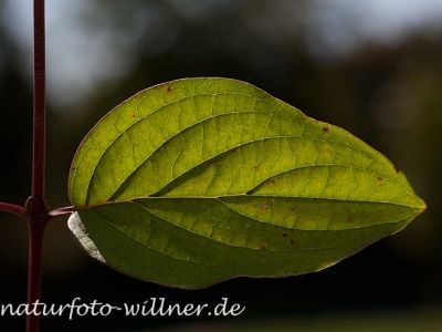 Roter Hartriegel Cornus sanguinea Foto Wolfgang Willner Naturfoto-2