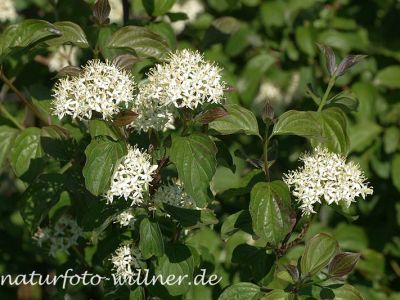 Roter Hartriegel Cornus sanguinea Foto Wolfgang Willner Naturfoto-3-2