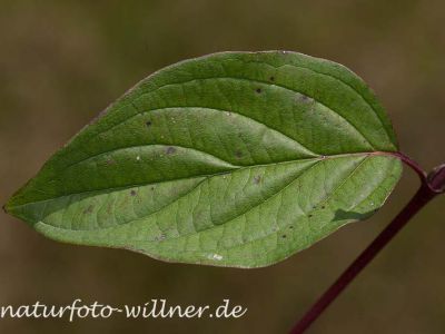 Roter Hartriegel Cornus sanguinea Foto Wolfgang Willner Naturfoto-6