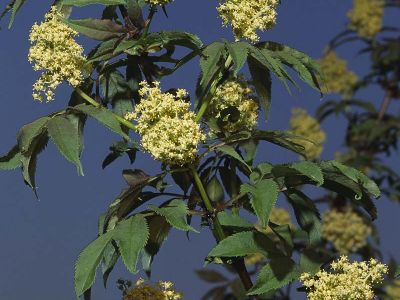 Roter Holunder (Sambucus racemosa)