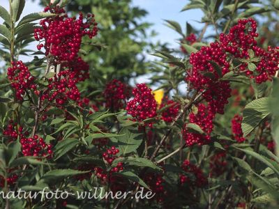 Roter Holunder (Sambucus racemosa)