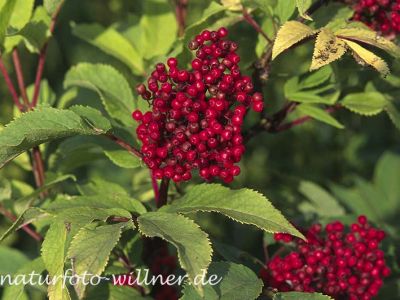 Roter Holunder (Sambucus racemosa)
