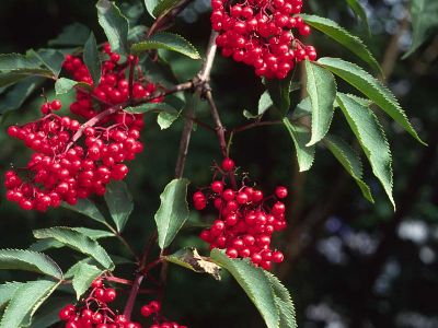 Roter Holunder (Sambucus racemosa) Foto W. Willner-2