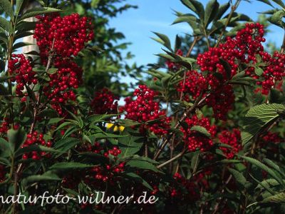 Roter Holunder (Sambucus racemosa) Foto W. Willner-3