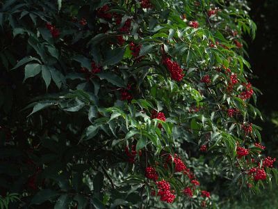 Roter Holunder (Sambucus racemosa) Foto W. Willner