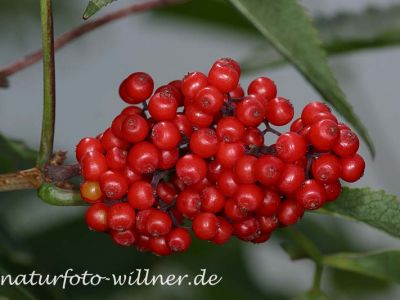 Roter Holunder Sambucus racemosa Foto Wolfgang Willner Naturfoto-2