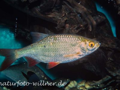 Rotfeder (Scardinius erythrophthalmus) Foto W. Willner_9063