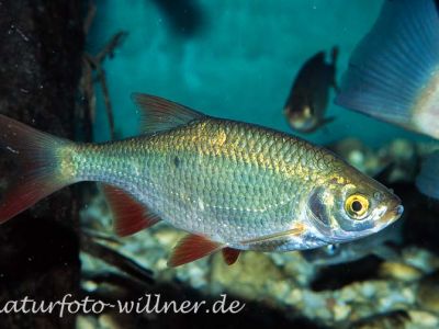 Rotfeder (Scardinius erythrophthalmus) Foto W. Willner_9083
