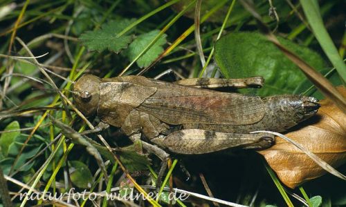 Rotflügel Schnarrschrecke (Psophus stridulus)