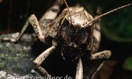 Rotflügel Schnarrschrecke (Psophus stridulus) 8 Foto W. Willner