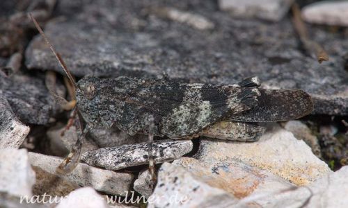 Rotflügel Ödlandschrecke (Oedipoda germanica) 5 Foto W. Willner