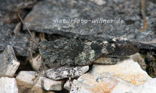 Rotflügel Ödlandschrecke (Oedipoda germanica) 6 Foto W. Willner