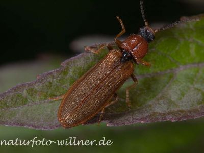 Rotflügeliger Hakenhals-Schnellkäfer Denticollis rubens Foto W. Willner-14
