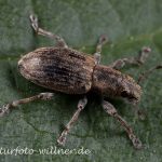 Rotklee-Blattrandrüssler (Sitona lepidus) Foto W. Willner