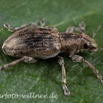 Rotklee-Blattrandrüssler (Sitona lepidus) Foto W. Willner-2
