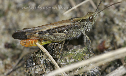 Rotleibiger Grashüpfer 2 Foto W. Willner