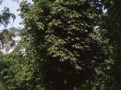 Roßkastanie Foto W. Willner 283