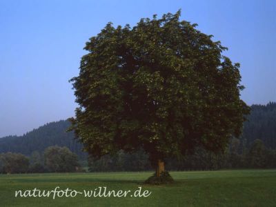Roßkastanie Foto W. Willner 284