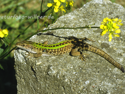 Ruineneidechse 1 Foto W. Willner