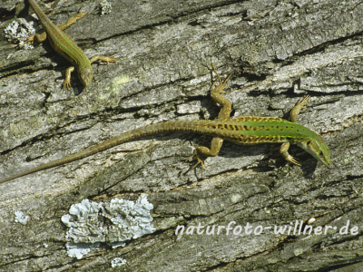 Ruineneidechse 2 Foto W. Willner