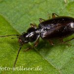 Rundbauchläufer 7 (Bradycelus spec.) Foto W. Willner
