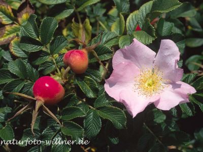 Runzel-Rose (Rosa rugosa) Foto W. Willner-2