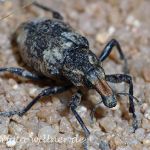 Rüsselkäfer 2 Foto W. Willner