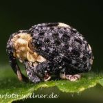 Rüsselkäfer (Cionus tuberculosus) Foto W. Willner