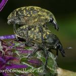 Rüsselkäfer (Cleonus piger)