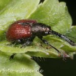 Rüsselkäfer Foto W. Willner