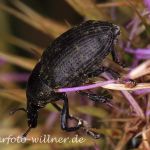 Rüsselkäfer (Larinus turbinatus) Foto W. Willner-5