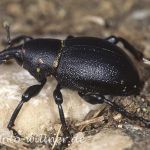 Rüsselkäfer (Liparus coronatus) Foto W. Willner