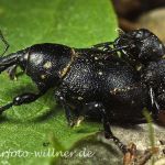 Rüsselkäfer (Liparus coronatus) Foto W. Willner-2