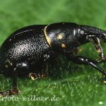 Rüsselkäfer (Liparus coronatus) Foto W. Willner-4