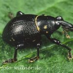 Rüsselkäfer (Liparus coronatus) Foto W. Willner-5