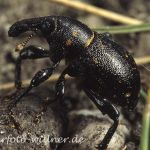 Rüsselkäfer (Liparus coronatus) Foto W. Willner-7