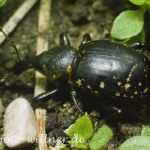 Rüsselkäfer (Liparus glabirostris) Foto W. Willner-2