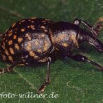 Rüsselkäfer (Liparus glabirostris) Foto W. Willner-3